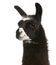 Llama, Lama glama, in front of white background