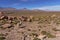 Llama (Lama glama) grazing in a rocky mountainous field.