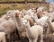 Llama or lama, group of lamas on pastureland