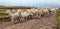 Llama or lama, herd of lamas on pastureland