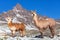 Llama or lama, two lamas on pastureland