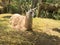 Llama Laying in the Hay