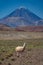 Llama and Licancabur volcano peak in Atacama