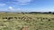 llama and longhorn cattle in a rolling mountain field