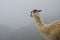 Llama Looking into Mist in Peru
