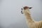 Llama Looking into Mist in Peru