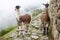 Llama at Lost City of Machu Picchu - Peru