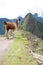 Llama at Lost City of Machu Picchu - Peru