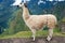 Llama at Lost City of Machu Picchu - Peru