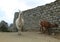 Llama at Lost City of Machu Picchu, Peru