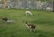 Llama at Lost City of Machu Picchu, Peru