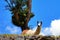 Llama in Machu Picchu near tree on blue sky