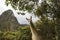 Llama at Machu Picchu in Peru