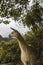 Llama at Machu Picchu in Peru