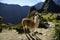 Llama at the Machu Picchu ruin