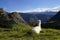 Llama at the Machu Picchu ruin, Peru