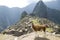 Llama in Machu Picchu ruins