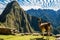 Llama Machu Picchu ruins peruvian Andes Cuzco Peru