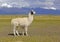 Llama in mountain environment