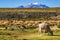 Llama in the mountain landscape of the Altiplano in Bolivia