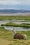 Llama, mountains of bolivia