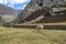 Llama at Ollantaytambo Inca ruins and Terraces - Ollantaytambo, Sacred Valley, Peru