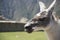 Llama pacing freely in Machu Picchu archaeological complex