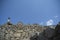 Llama pacing freely in Machu Picchu archaeological complex