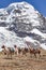 Llama pack in Cordillera Vilcanota, Ausangate, Cusco, Peru