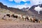 Llama pack in Cordillera Vilcanota, Ausangate, Cusco, Peru