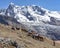 Llama pack in Cordillera Vilcanota, Ausangate, Cusco, Peru