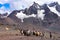 Llama pack in Cordillera Vilcanota, Ausangate, Cusco, Peru