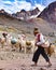 Llama pack in Cordillera Vilcanota, Ausangate, Cusco, Peru