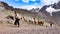 Llama pack in Cordillera Vilcanota, Ausangate, Cusco, Peru