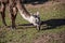 Llama on pasture