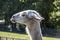 Llama on pasture