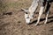 Llama on pasture