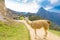 Llama on the path of Machu Picchu