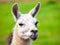 Llama portrait. South american mammal. Close-up view with green grass background