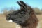 Llama Profile