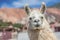 Llama in Purmamarca, Jujuy, Argentina