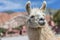 Llama in Purmamarca, Jujuy, Argentina.