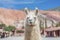 Llama in Purmamarca, Jujuy, Argentina.