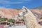 Llama in Purmamarca, Jujuy, Argentina.