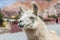 Llama in Purmamarca, Jujuy, Argentina.