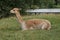 llama resting on a grass