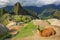 Llama resting at Machu Picchu overlook in Peru