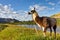 Llama in the Rocky Mountains