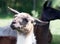 Llama\'s funny portrait