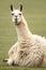 Llama\'s gaze. farm with green background.